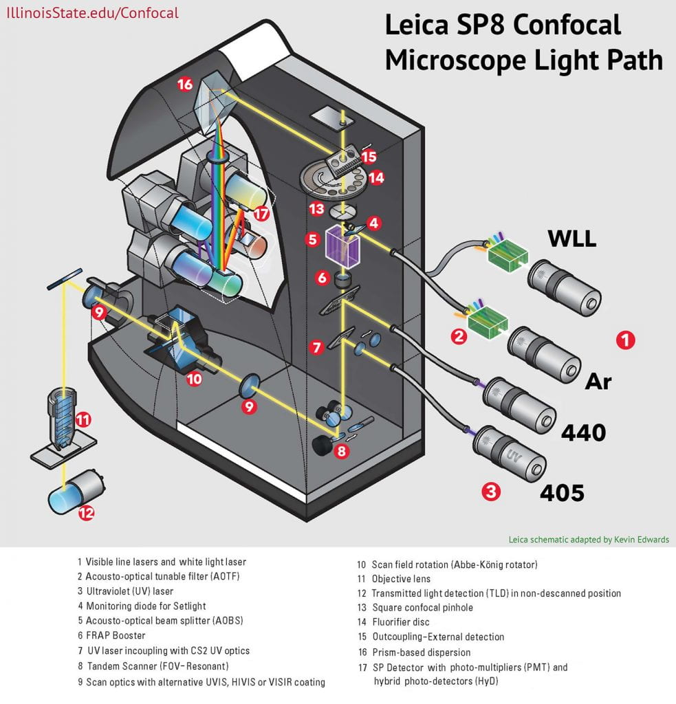 共焦显微镜的原理图