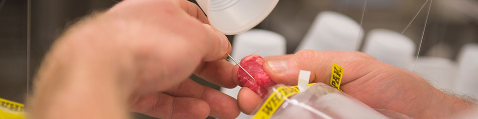 在实验室生肉被检查
