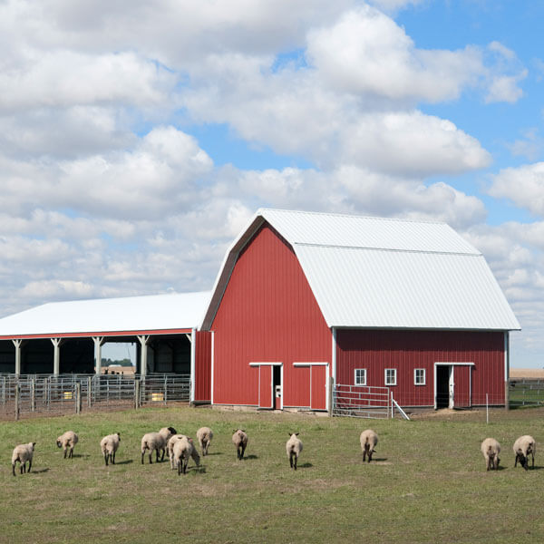 羊吃草在谷仓外大学农场。