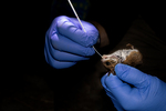 雷切尔伯格岛老鼠的进化历史