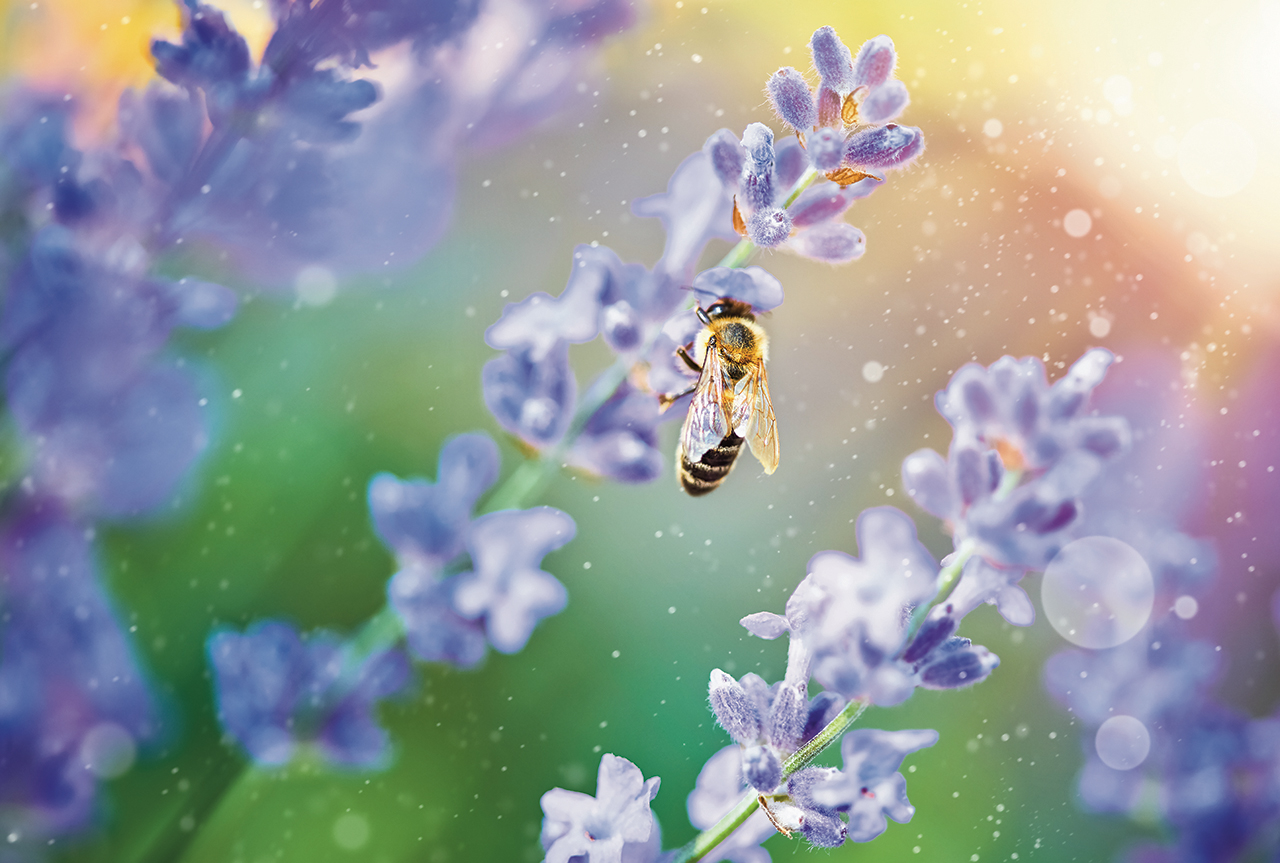 蜜蜂选择蜂蜜在薰衣草花在日落在阳光明媚的光线昆虫。