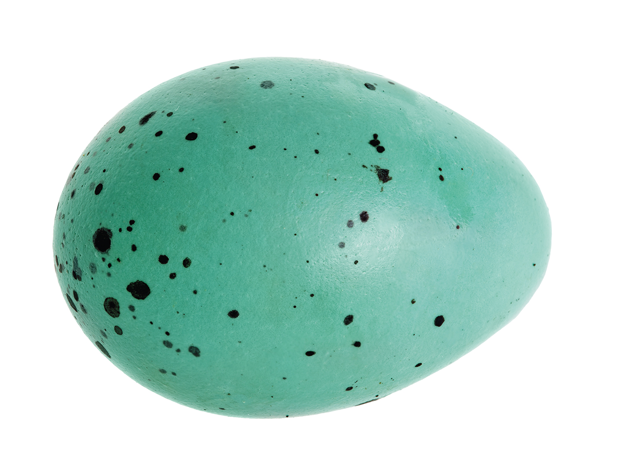 单一的蓝色斑点蛋孤立在白色背景