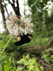 一只蜜蜂在ISU糖溪稀树草原上为一朵花授粉。