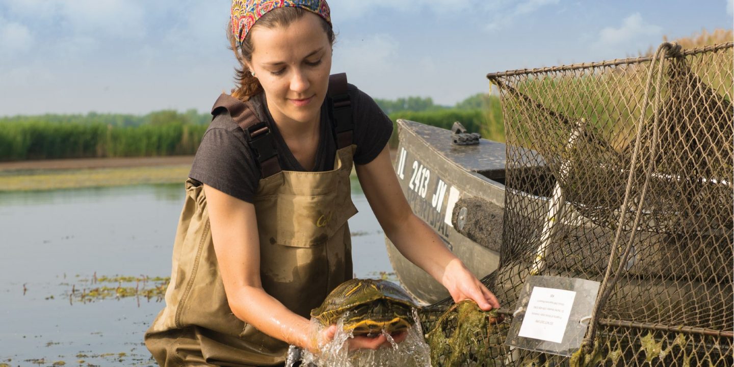 红雀学者2015年秋季女生物学家拉一只乌龟从水里textless封面