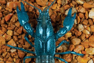 红鸟学者2018秋季封面无文字，附有一只蓝色变异螃蟹的照片