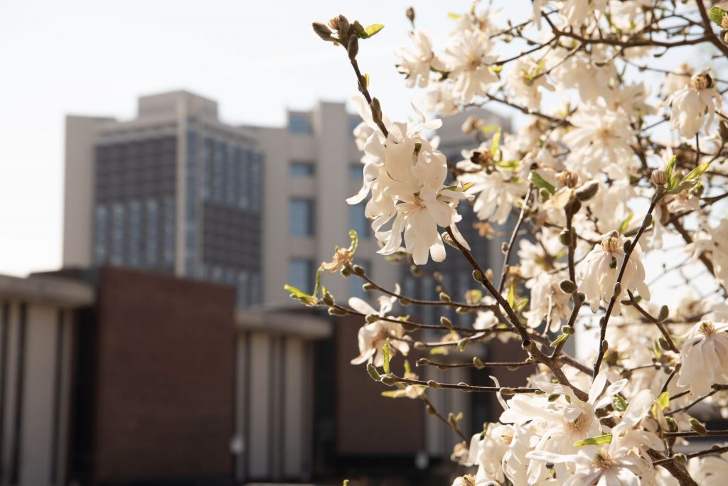 开花的树在前景与沃特森大厦住宅大厅的背景