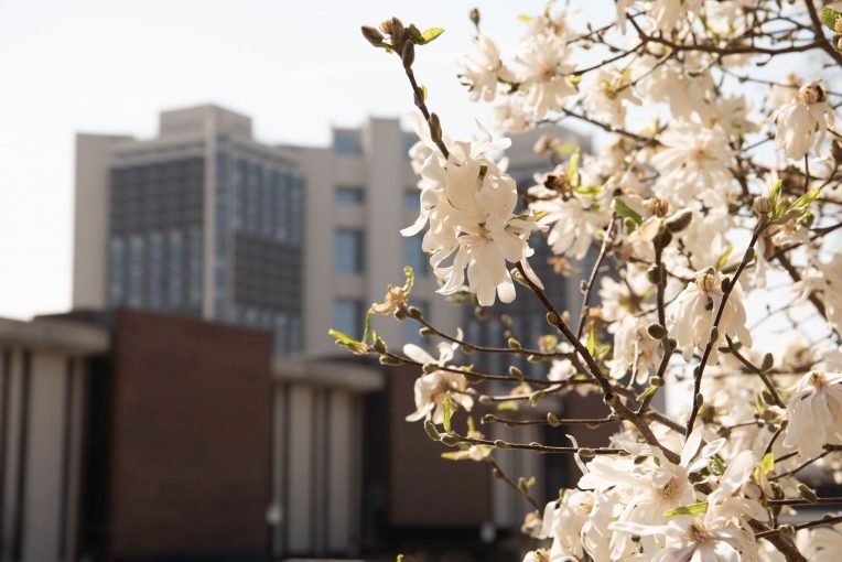 开花的树与沃特森塔前景背景的学生宿舍