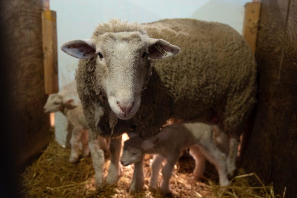 一个羊母羊和她在一个谷仓。