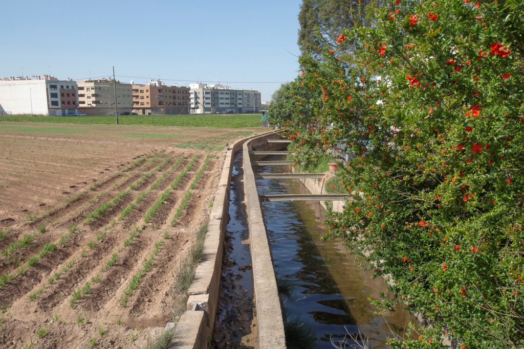 照片右边是一片田野，中间是一条小溪，右边是一丛开着橙色花朵的绿色灌木。背景是建筑物。