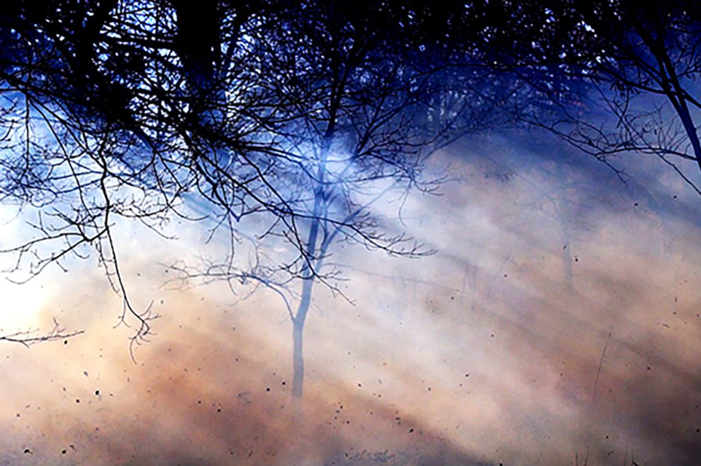 烟雾缭绕的树木