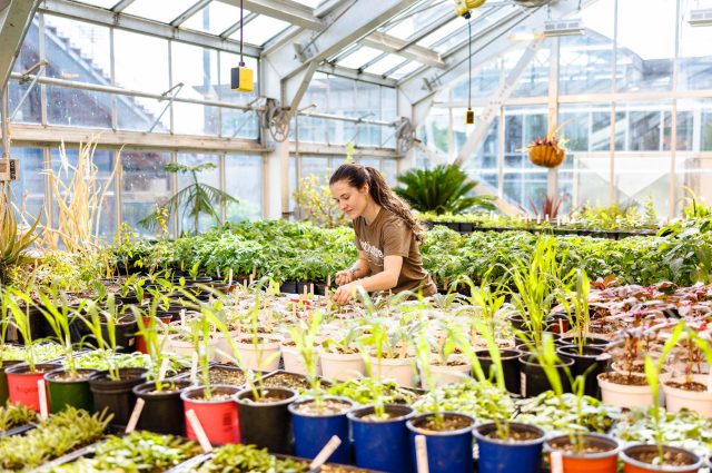 一个学生,站在一个温室植物包围,倾向于一种植物。